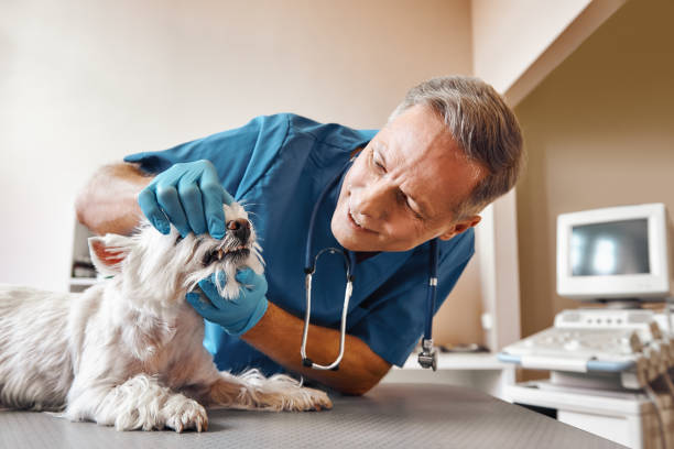 Best Walk-In Emergency Dentist in Manasota Key, FL
